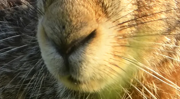 ¿Es una liebre, un carpincho o un conejo?