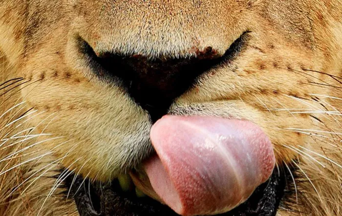 ¿Es un tigre, un león o un puma?