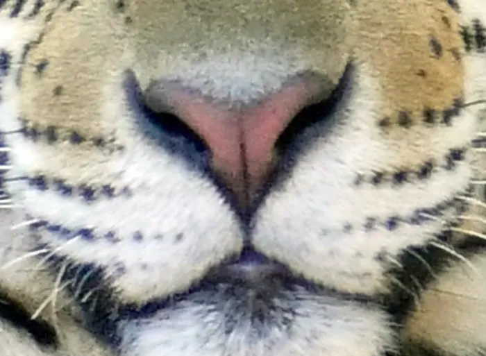 ¿Es un tigre, un jaguar o un guepardo?