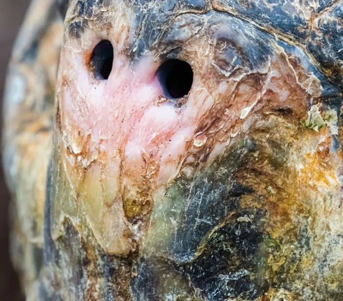 ¿Es una tortuga, un varano o un triceratops?