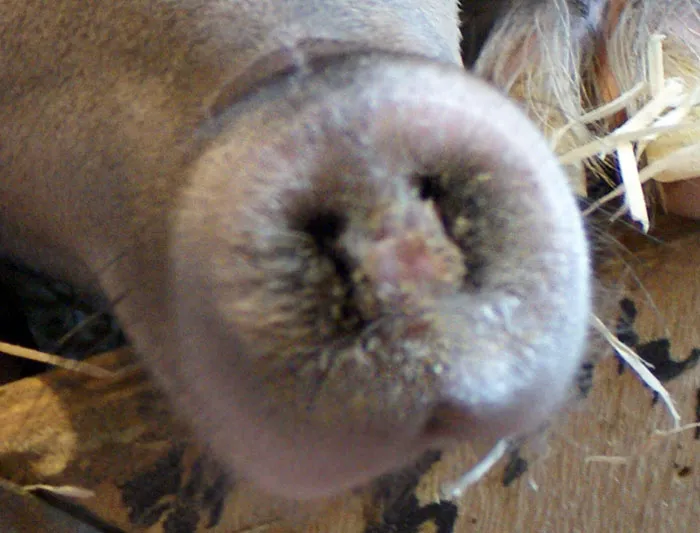 ¿Es un jabalí, un cerdo o un cerdo hormiguero?