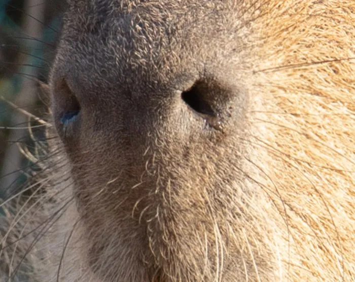 ¿Es un carpincho, una liebre o un castor?