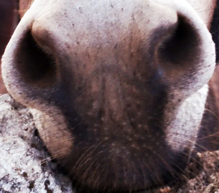 ¿Es un asno, un caballo o una cebra?