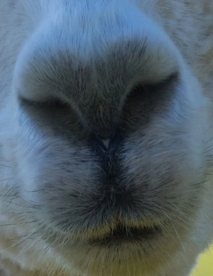 ¿Es un camello, una alpaca o una llama?