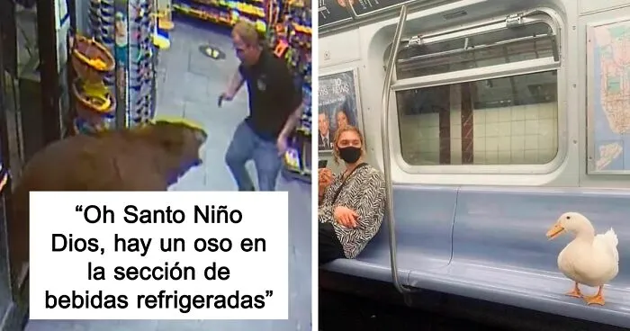 40 Fotos cómicas y extrañas de animales en lugares "donde no deberían estar"