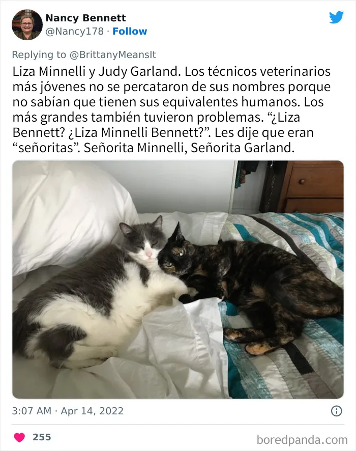 20 Divertidos nombres que la gente puso a sus gatos y que hacen reír a los veterinarios