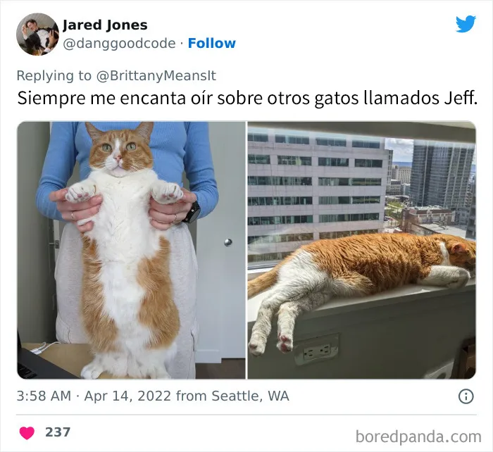 20 Divertidos nombres que la gente puso a sus gatos y que hacen reír a los veterinarios