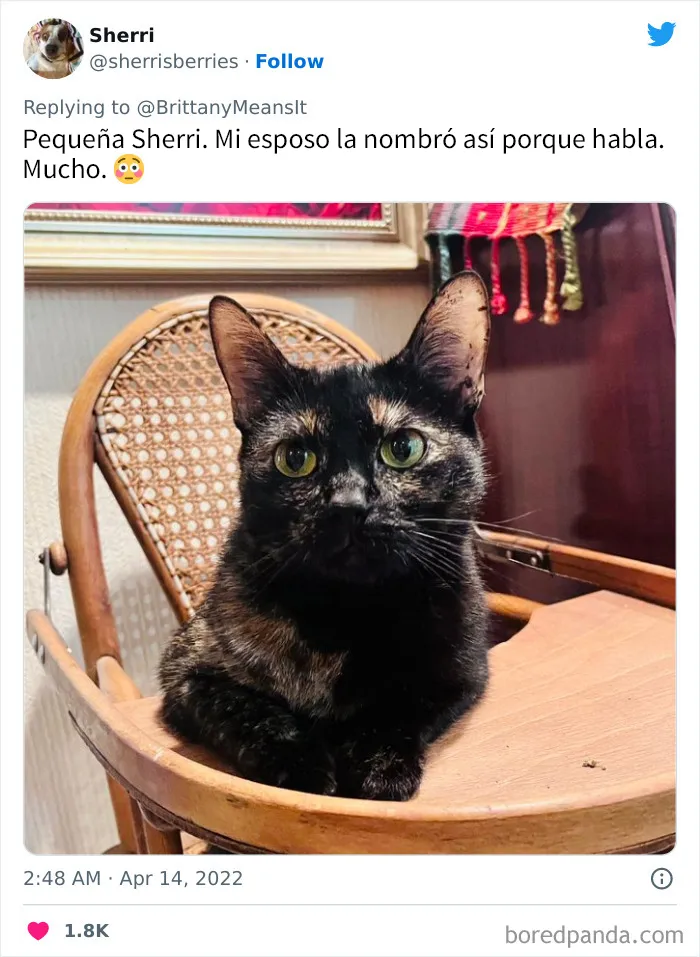 20 Divertidos nombres que la gente puso a sus gatos y que hacen reír a los veterinarios