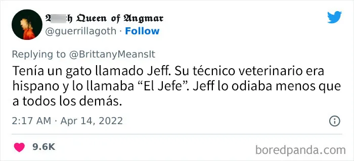 20 Divertidos nombres que la gente puso a sus gatos y que hacen reír a los veterinarios