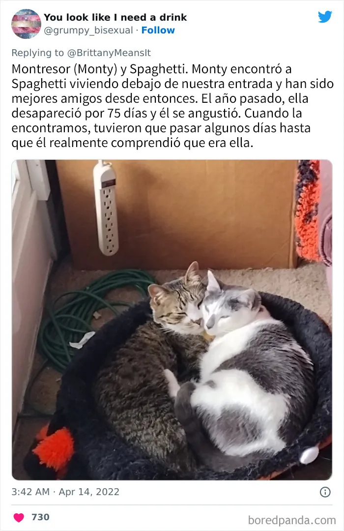 20 Divertidos nombres que la gente puso a sus gatos y que hacen reír a los veterinarios