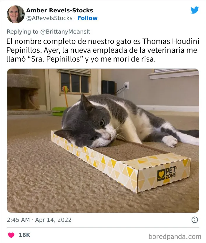 20 Divertidos nombres que la gente puso a sus gatos y que hacen reír a los veterinarios