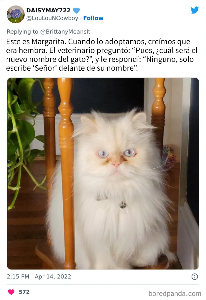 20 Divertidos nombres que la gente puso a sus gatos y que hacen reír a los veterinarios