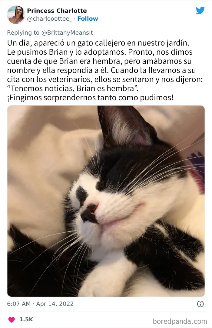 20 Divertidos nombres que la gente puso a sus gatos y que hacen reír a los veterinarios
