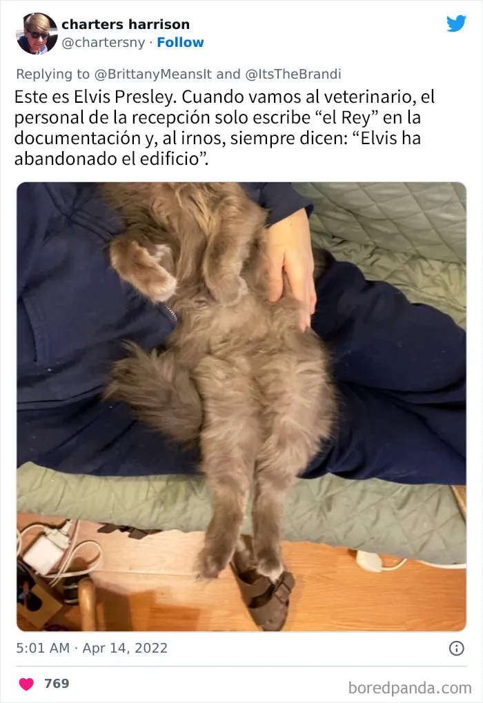 20 Divertidos nombres que la gente puso a sus gatos y que hacen reír a los veterinarios