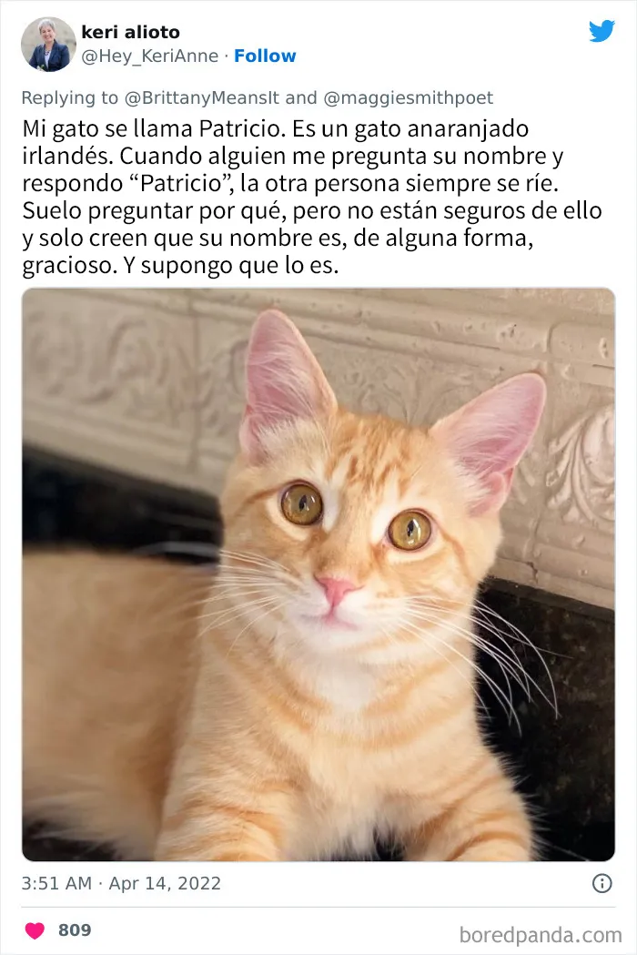 20 Divertidos nombres que la gente puso a sus gatos y que hacen reír a los veterinarios
