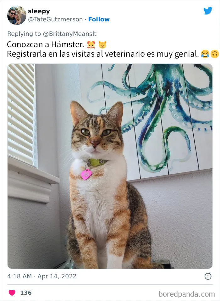 20 Divertidos nombres que la gente puso a sus gatos y que hacen reír a los veterinarios