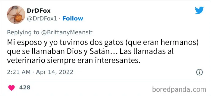 20 Divertidos nombres que la gente puso a sus gatos y que hacen reír a los veterinarios