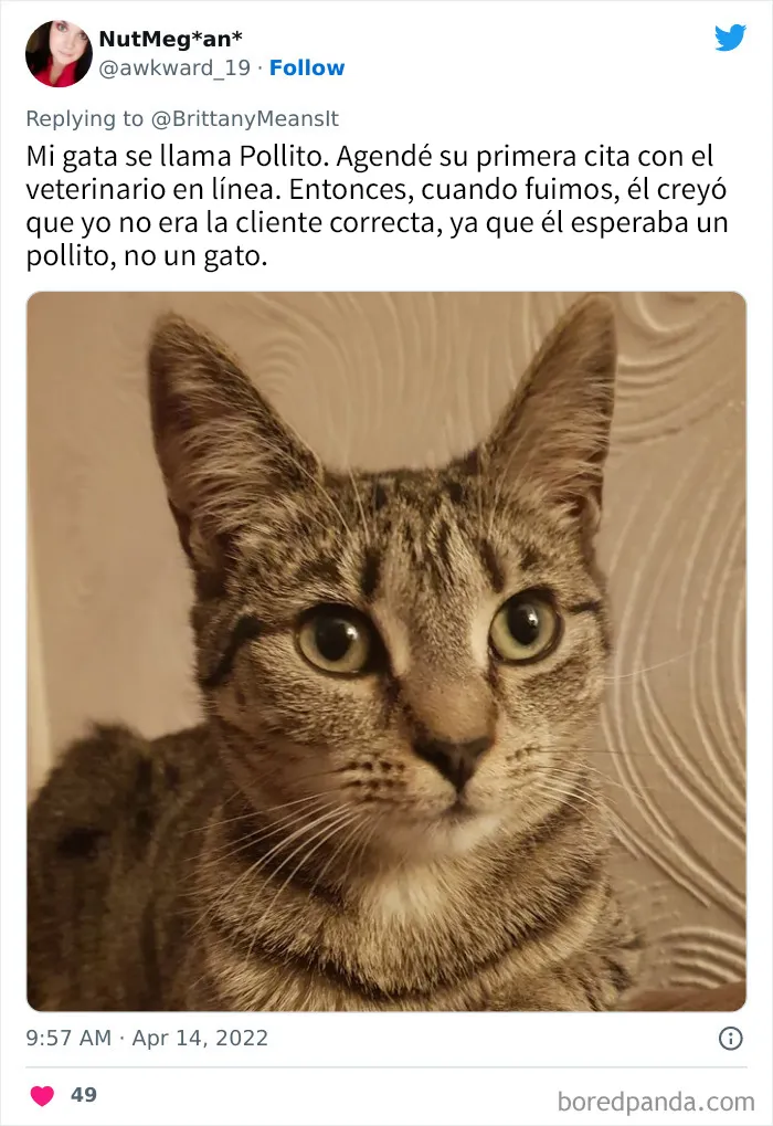 20 Divertidos nombres que la gente puso a sus gatos y que hacen reír a los veterinarios