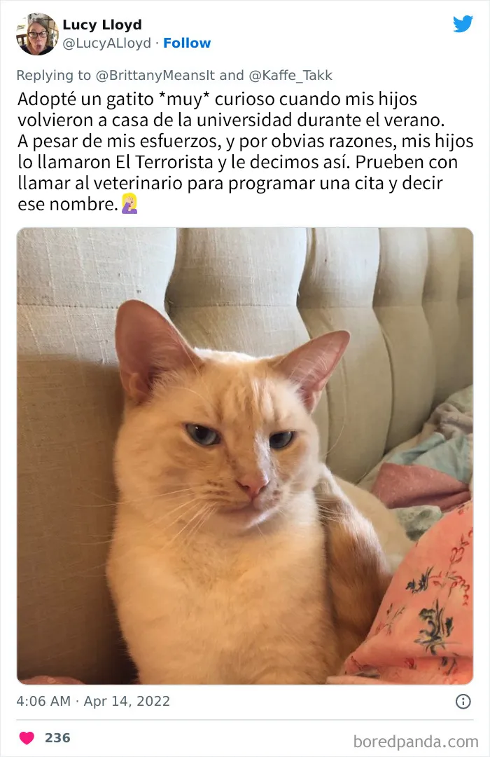 20 Divertidos nombres que la gente puso a sus gatos y que hacen reír a los veterinarios