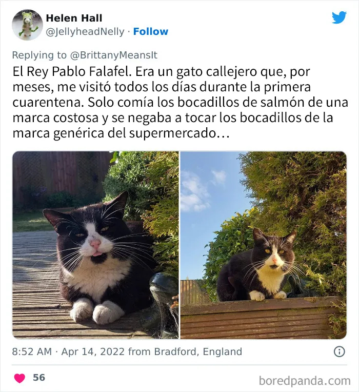 20 Divertidos nombres que la gente puso a sus gatos y que hacen reír a los veterinarios