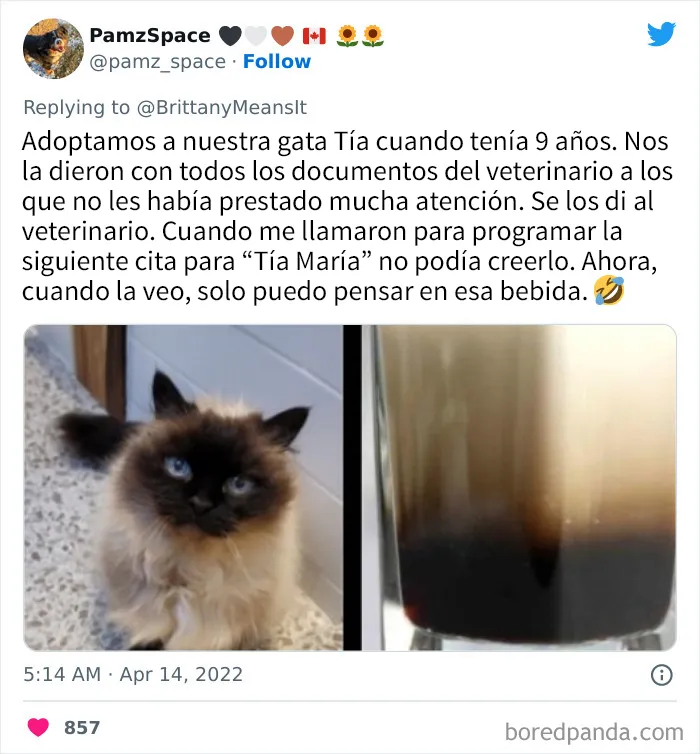 20 Divertidos nombres que la gente puso a sus gatos y que hacen reír a los veterinarios