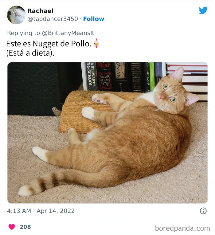 20 Divertidos nombres que la gente puso a sus gatos y que hacen reír a los veterinarios