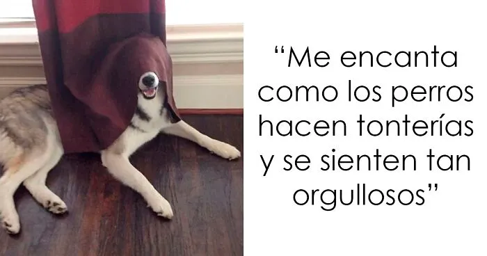 20 Divertidos memes sobre perros con los que todo dueño se identificará