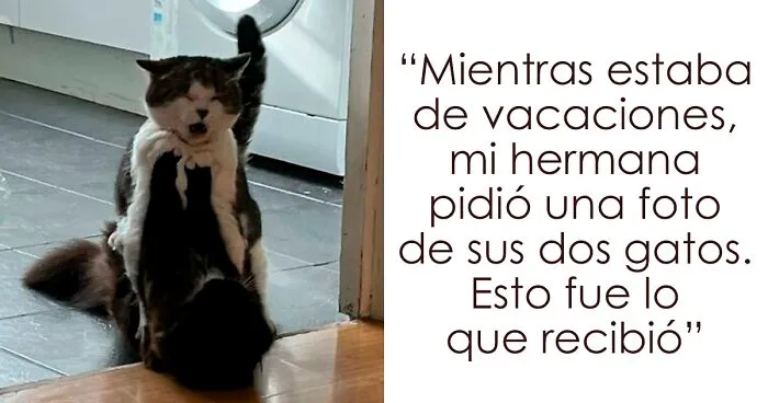 35 Momentos divertidos con gatos que había que compartir