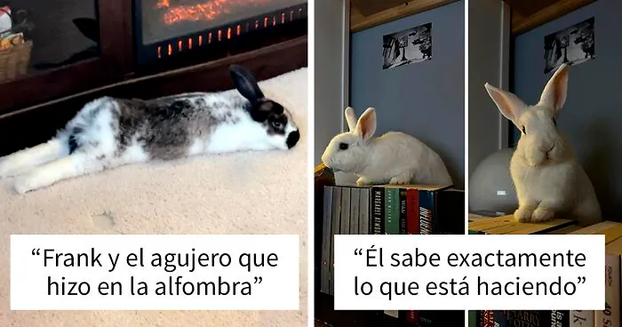 35 Dueños de conejos muestran la verdadera cara de estas criaturas engañosamente adorables