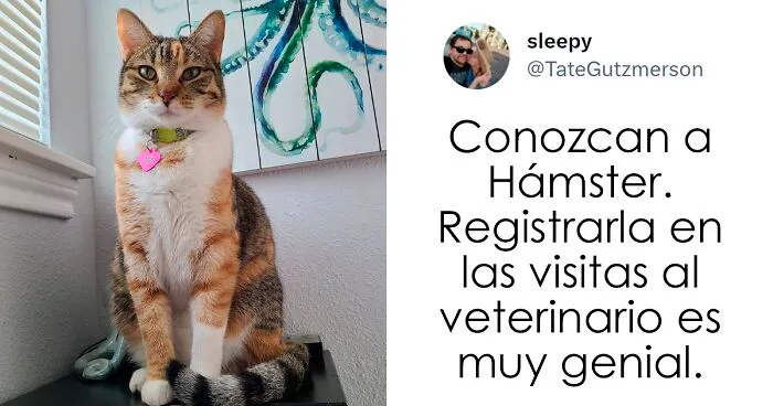 20 Divertidos nombres que la gente puso a sus gatos y que hacen reír a los veterinarios