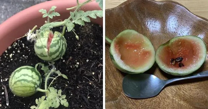 25 Cosechas bastante decepcionantes de gente que intentó cultivar su propia comida