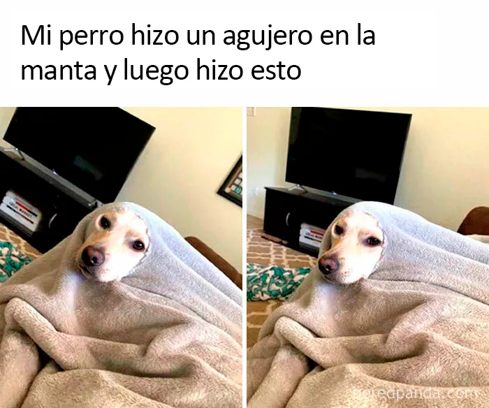 Mi perro