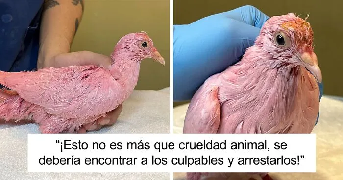 Esta paloma fue teñida de rosa para una fiesta de revelación de género, y ahora sus rescatadores intentan salvarla