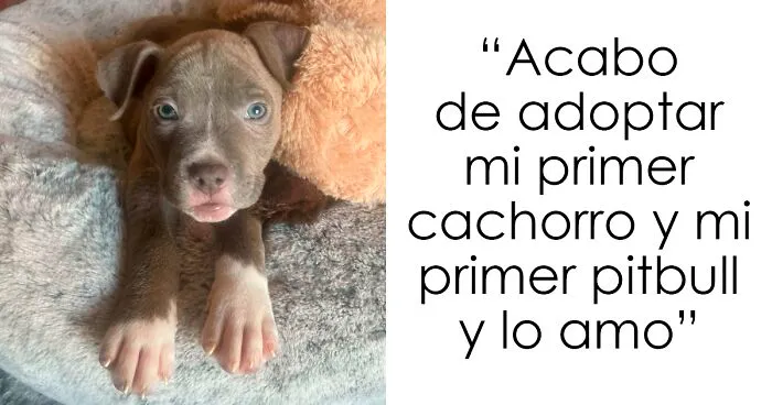 40 Fotos reconfortantes de mascotas adoptadas el pasado mes de enero