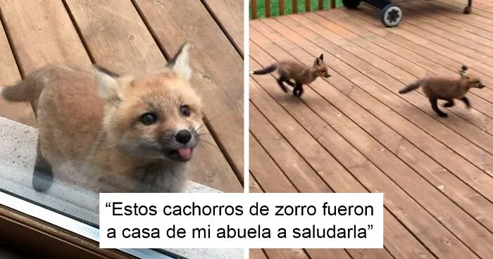 40 Encuentros enternecedores con animales salvajes que dejaron a la gente sorprendida