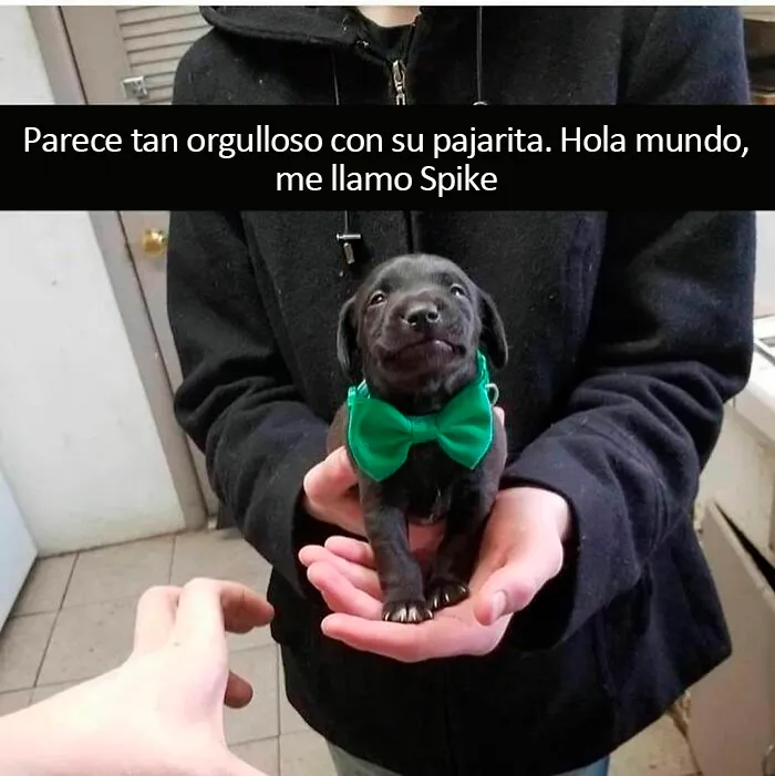 20 Divertidos memes sobre perros con los que todo dueño se identificará