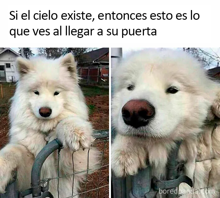 20 Divertidos memes sobre perros con los que todo dueño se identificará