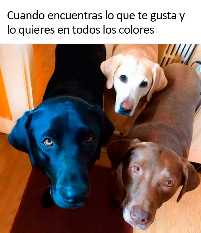 20 Divertidos memes sobre perros con los que todo dueño se identificará