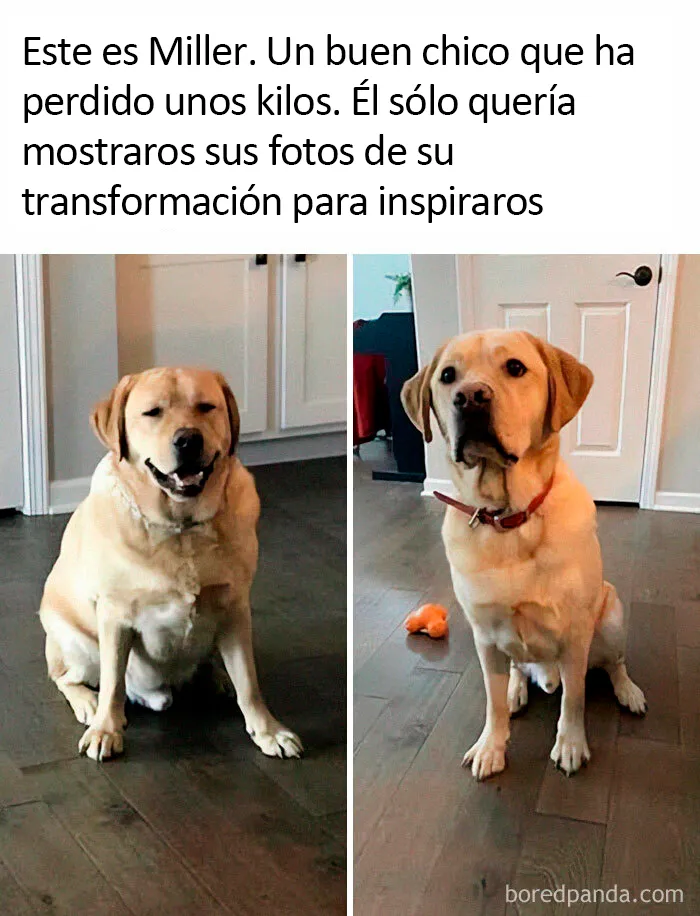 20 Divertidos memes sobre perros con los que todo dueño se identificará