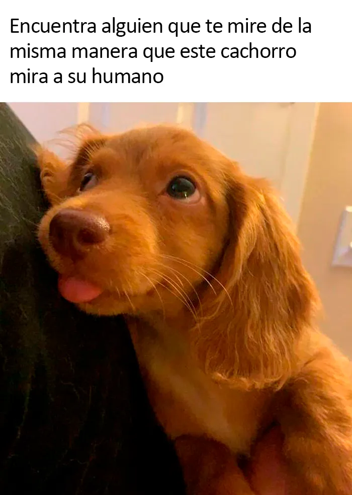 20 Divertidos memes sobre perros con los que todo dueño se identificará