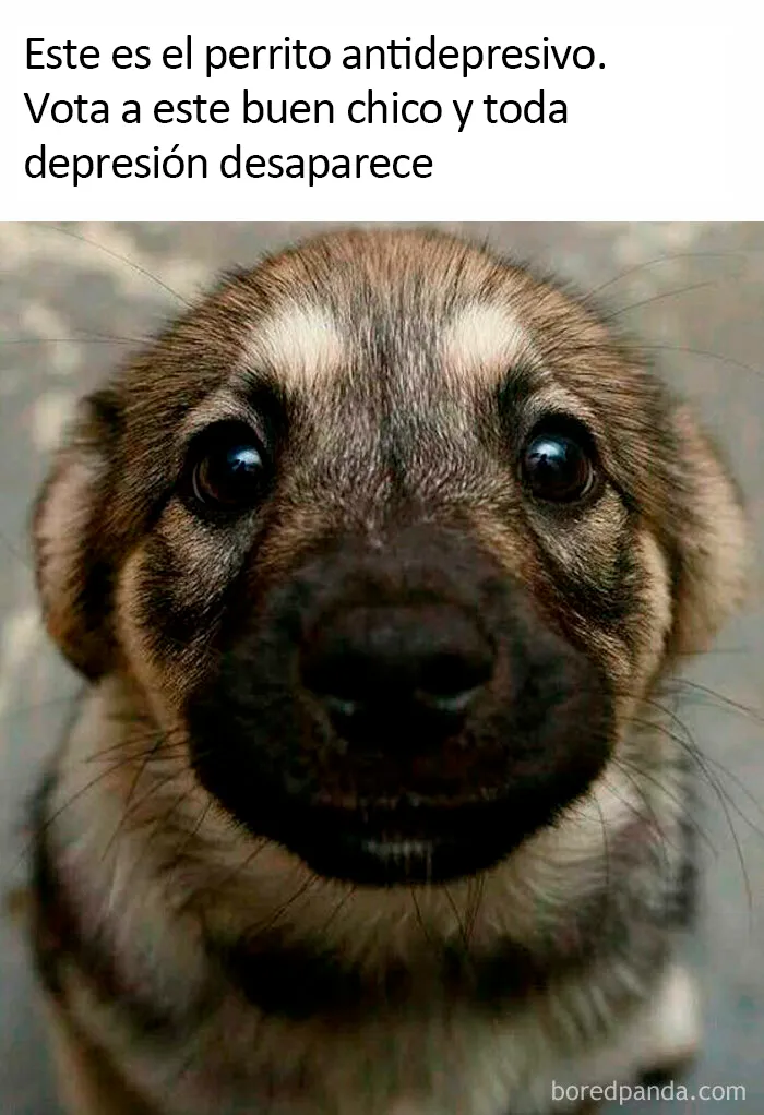 20 Divertidos memes sobre perros con los que todo dueño se identificará