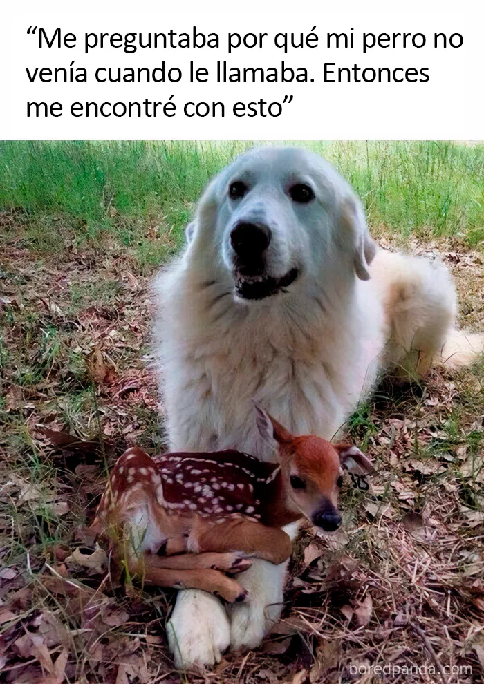 20 Divertidos memes sobre perros con los que todo dueño se identificará