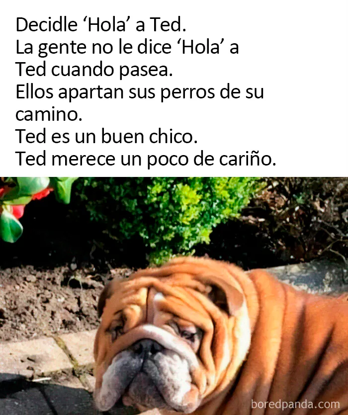 20 Divertidos memes sobre perros con los que todo dueño se identificará