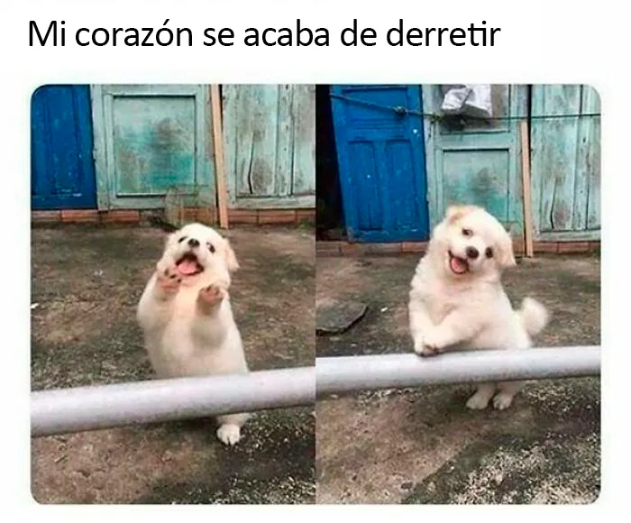 20 Divertidos memes sobre perros con los que todo dueño se identificará
