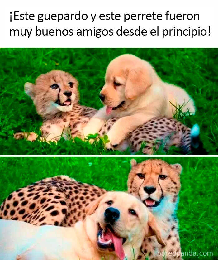 20 Divertidos memes sobre perros con los que todo dueño se identificará