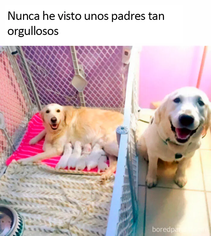 20 Divertidos memes sobre perros con los que todo dueño se identificará