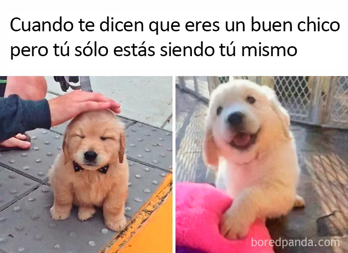 20 Divertidos memes sobre perros con los que todo dueño se identificará