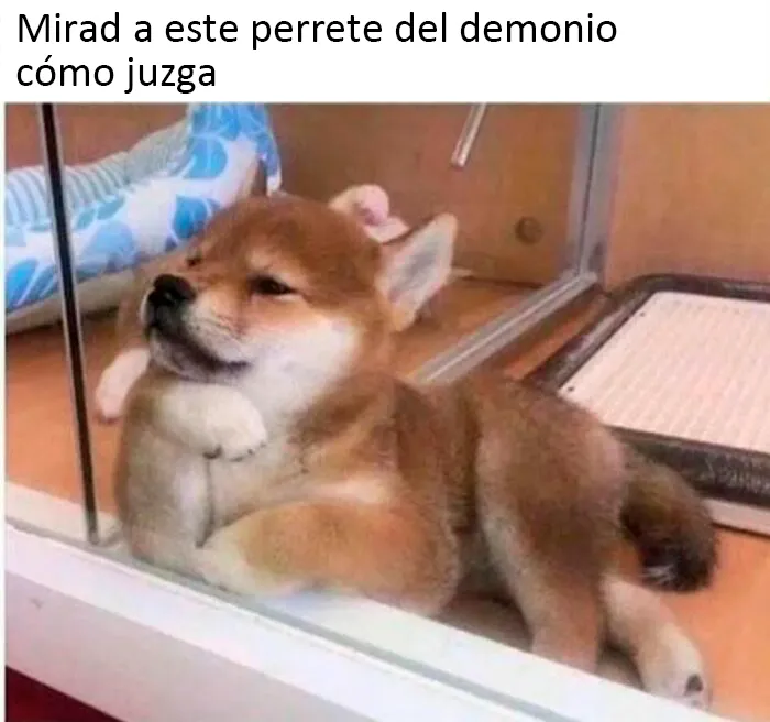 20 Divertidos memes sobre perros con los que todo dueño se identificará