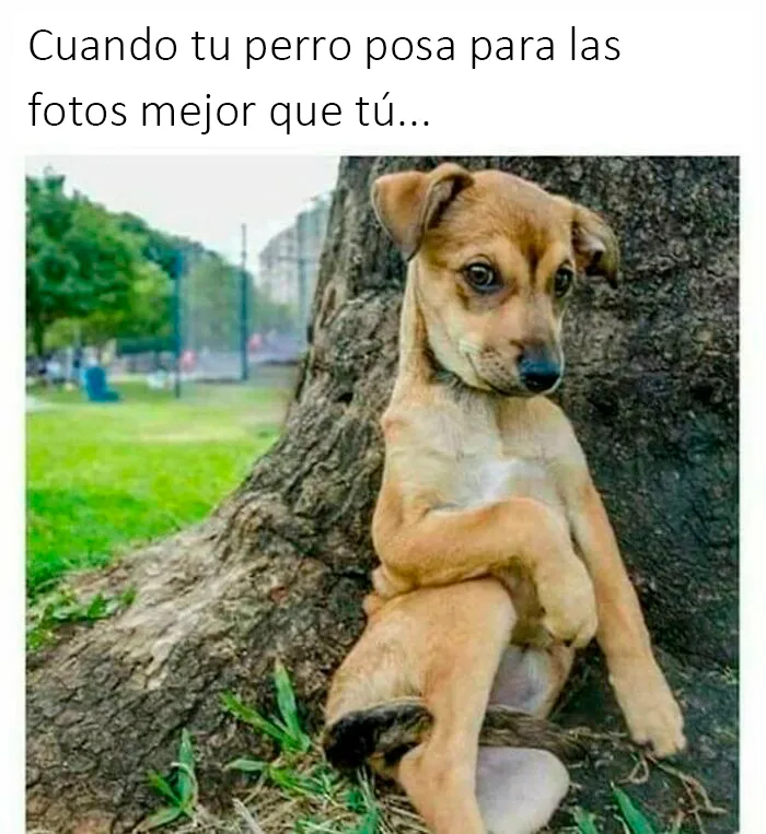 20 Divertidos memes sobre perros con los que todo dueño se identificará