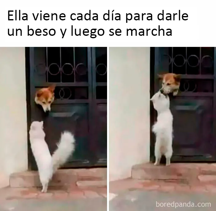 20 Divertidos memes sobre perros con los que todo dueño se identificará